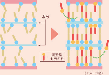 浸透型セラミド:図